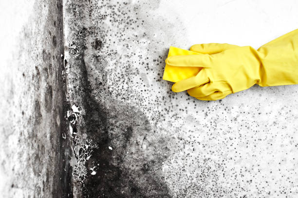 Best Mold Damage Repair  in South Pekin, IL