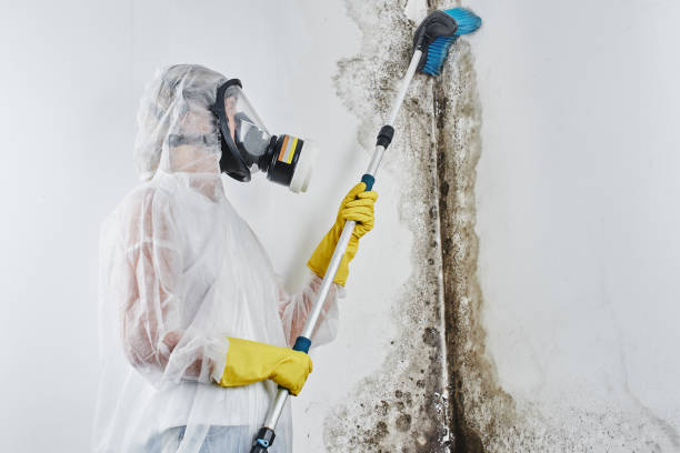Best Crawl Space Mold Removal  in South Pekin, IL