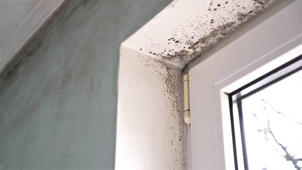 Mold Removal Process in South Pekin, IL