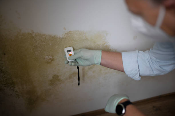 Mold Removal Process in South Pekin, IL