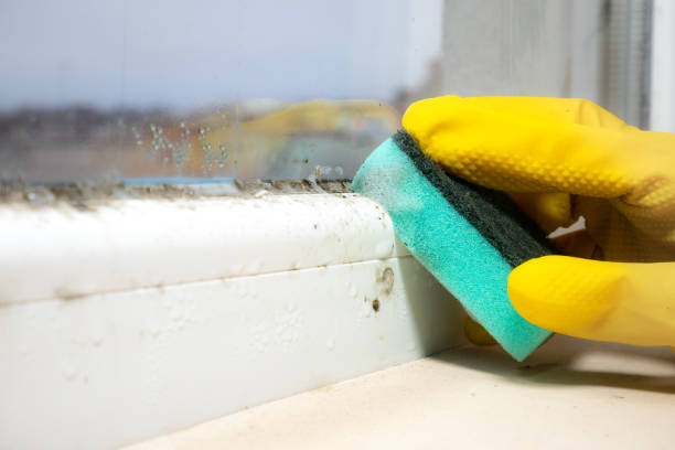 Best Commercial Mold Removal  in South Pekin, IL