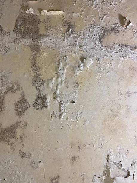 Best Emergency Mold Removal  in South Pekin, IL