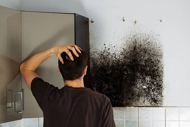 Best Mold Remediation Services  in South Pekin, IL