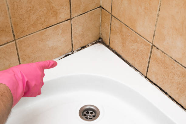 Best Attic Mold Removal  in South Pekin, IL