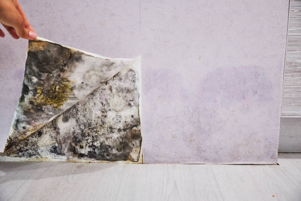 Best Fast Mold Removal  in South Pekin, IL
